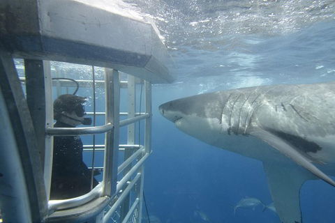 White Shark Tour With Optional Cage Dive From Port Lincoln - Accommodation Gold Coast 1