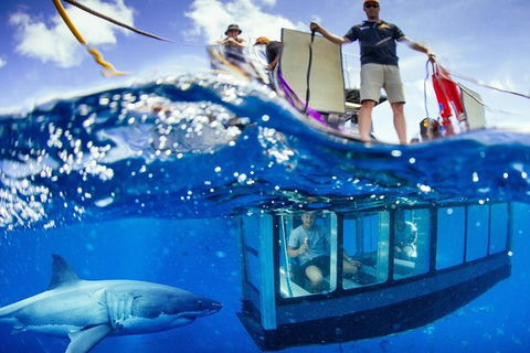 White Shark Tour With Optional Cage Dive From Port Lincoln - Accommodation Gold Coast 0