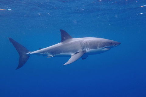 White Shark Tour With Optional Cage Dive From Port Lincoln - Accommodation Gold Coast 5