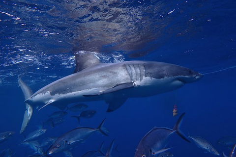 White Shark Tour With Optional Cage Dive From Port Lincoln - Accommodation Gold Coast 6