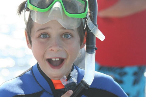 Dolphin Cruise From Adelaide With Optional Dolphin Swim - Accommodation Gold Coast 1