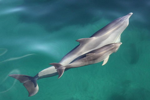 Dolphin Cruise From Adelaide With Optional Dolphin Swim - Accommodation Gold Coast 2