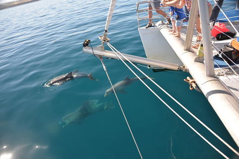 Dolphin Cruise From Adelaide With Optional Dolphin Swim - Accommodation Gold Coast 6