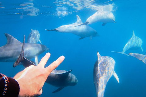 Dolphin Cruise From Adelaide With Optional Dolphin Swim - Accommodation Gold Coast 4