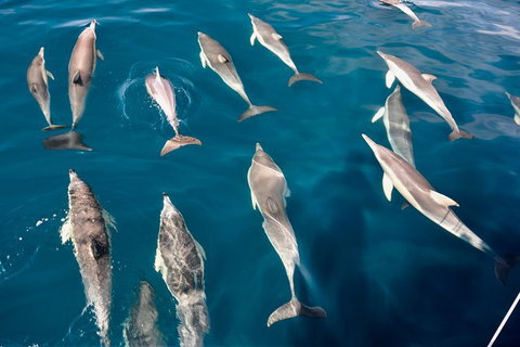Dolphin Cruise From Adelaide With Optional Dolphin Swim - Accommodation Gold Coast 5