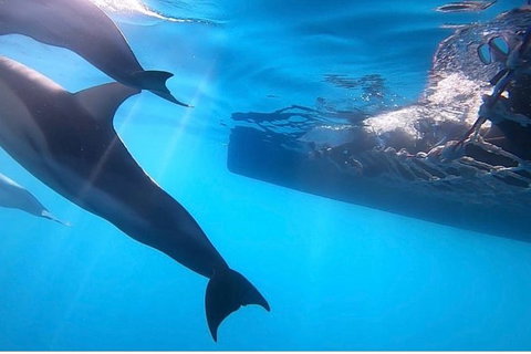 Dolphin Cruise From Adelaide With Optional Dolphin Swim - Accommodation Gold Coast 7