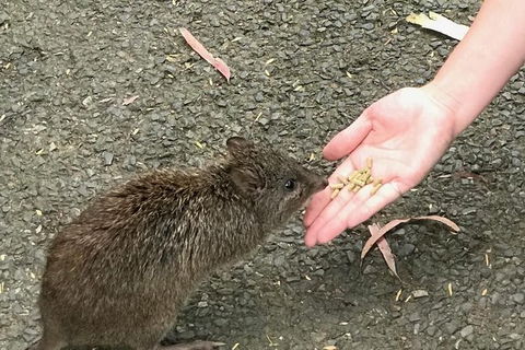 Food Tours Australia Cleland Wildlife Tour - Accommodation Gold Coast 0