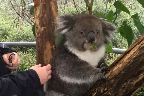 Food Tours Australia Cleland Wildlife Tour - Accommodation Gold Coast 1