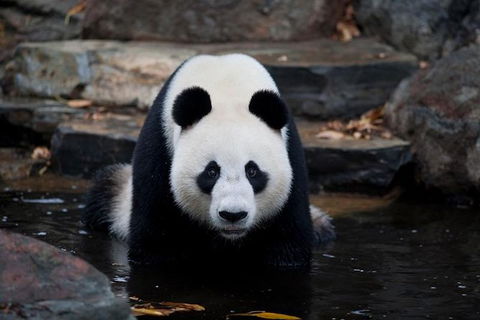 Adelaide Zoo General Entry Ticket - 1 Gold Coast 1