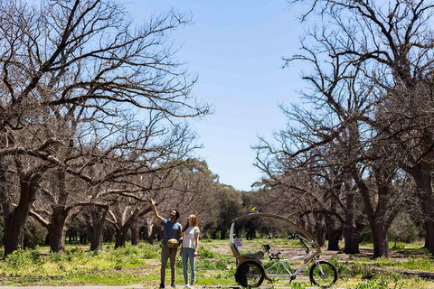 Adelaide 90-Minute Pedicab Tour: Scenic Green & River Experience - 1 Gold Coast 8