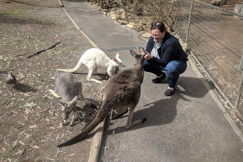 A Taste Of Adelaide And Hahndorf By Car Private Tour. - Accommodation Gold Coast 8