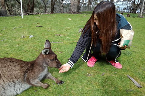 Adelaide Essentials Tour - 1 Gold Coast 0