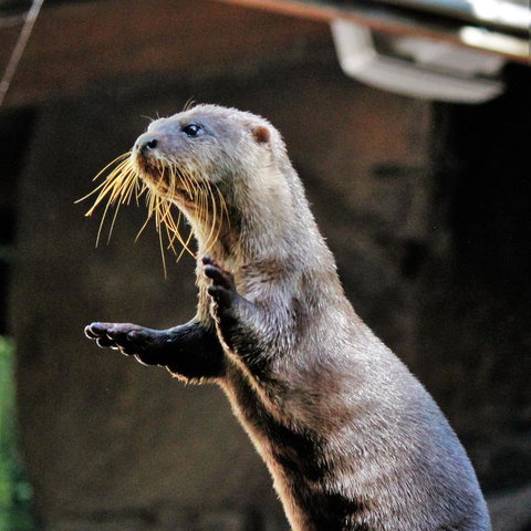 3-Day Fraser Island Resort Package - 1 Gold Coast 4