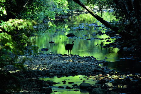 Daintree - Cape Tribulation & Atherton Tablelands Tours From Port Douglas - Accommodation Gold Coast 1
