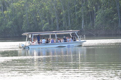 Daintree - Cape Tribulation & Atherton Tablelands Tours From Port Douglas - Accommodation Gold Coast 16