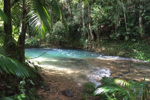 Daintree - Cape Tribulation & Atherton Tablelands Tours From Port Douglas - Accommodation Gold Coast 5