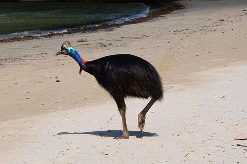 Daintree - Cape Tribulation & Atherton Tablelands Tours From Port Douglas - Accommodation Gold Coast 17