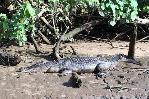 Daintree - Cape Tribulation & Atherton Tablelands Tours From Port Douglas - Accommodation Gold Coast 24