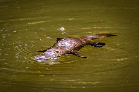 Daintree - Cape Tribulation & Atherton Tablelands Tours From Port Douglas - Accommodation Gold Coast 27