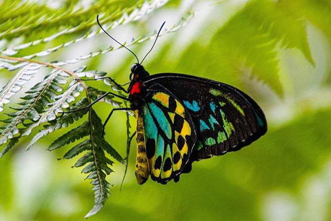 Daintree - Cape Tribulation & Atherton Tablelands Tours From Port Douglas - Accommodation Gold Coast 19