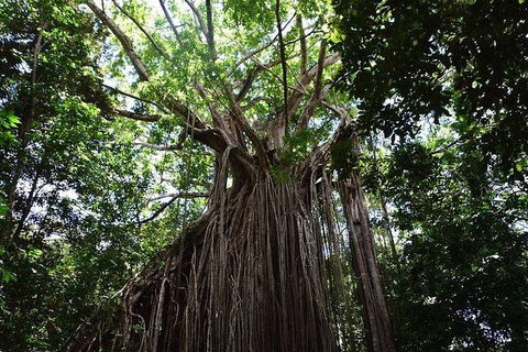 Daintree - Cape Tribulation & Atherton Tablelands Tours From Port Douglas - Accommodation Gold Coast 20