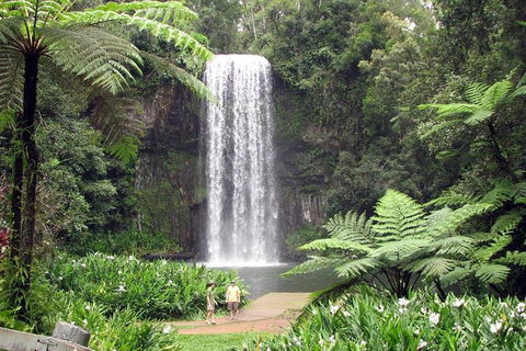 Daintree - Cape Tribulation & Atherton Tablelands Tours From Port Douglas - Accommodation Gold Coast 12