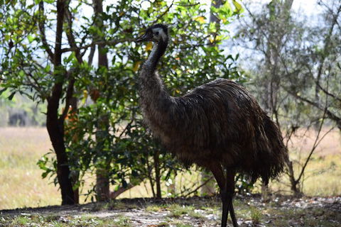 Daintree - Cape Tribulation & Atherton Tablelands Tours From Port Douglas - Accommodation Gold Coast 29