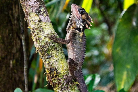 Daintree - Cape Tribulation & Atherton Tablelands Tours From Port Douglas - Accommodation Gold Coast 7