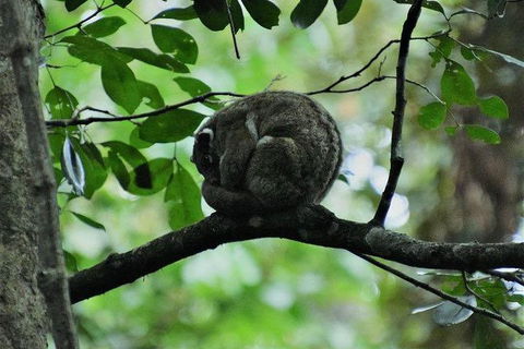 Daintree - Cape Tribulation & Atherton Tablelands Tours From Port Douglas - Accommodation Gold Coast 11