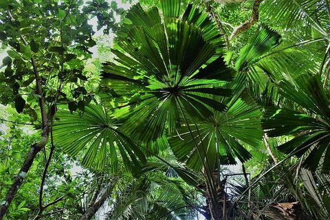 Daintree - Cape Tribulation & Atherton Tablelands Tours From Port Douglas - Accommodation Gold Coast 22