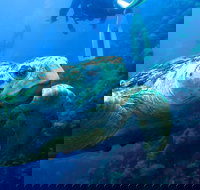 Scuba Dive the S.S. Yongala Wreck on the Great Barrier Reef. - Accommodation Gold Coast