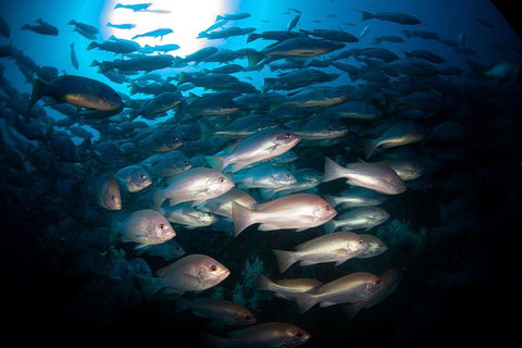 Scuba Dive The S.S. Yongala Wreck On The Great Barrier Reef. - 1 Gold Coast 7