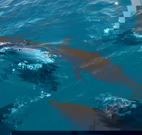 Fraser Island  Dolphin Sailing Adventure - Accommodation Gold Coast