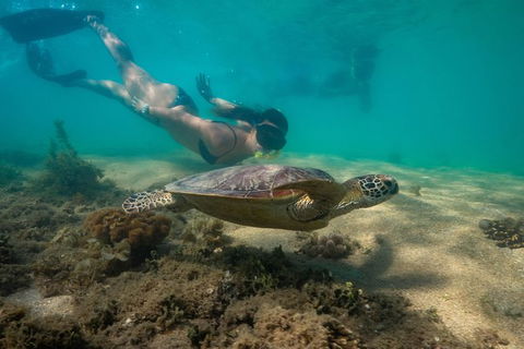Half Day Low Isles Snorkelling Tour From Port Douglas - Accommodation Gold Coast 6