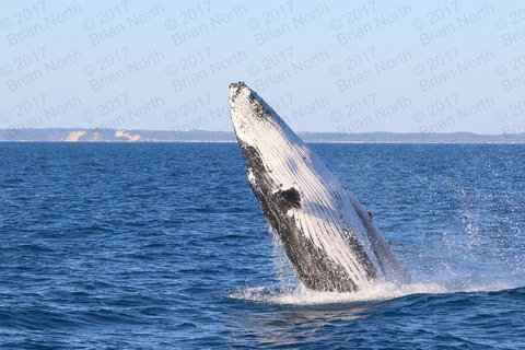 Hervey Bay Whale Watching Cruise - 1 Gold Coast 2