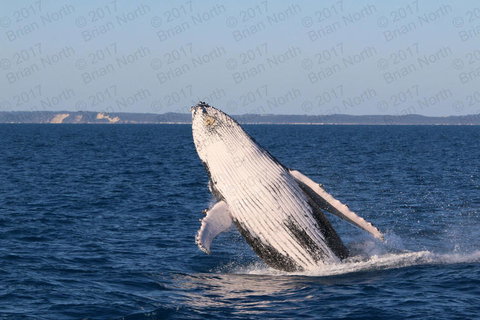 Hervey Bay Whale Watching Cruise - 1 Gold Coast 3