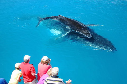 Hervey Bay Whale Watching Cruise - 1 Gold Coast 5