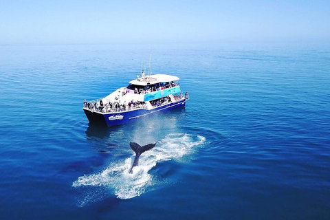 Hervey Bay Whale Watching Cruise - 1 Gold Coast 10