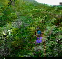 Tamborine Mountain Daily Service Treetop Challenge and Thunderbird Park - Gold Coast 4U