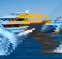 Spirit of Hervey Bay Whale Watching Cruise - Accommodation Gold Coast