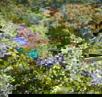 Conway National Park Coral Beach Walk including Shute Harbour from Airlie Beach - Accommodation Gold Coast