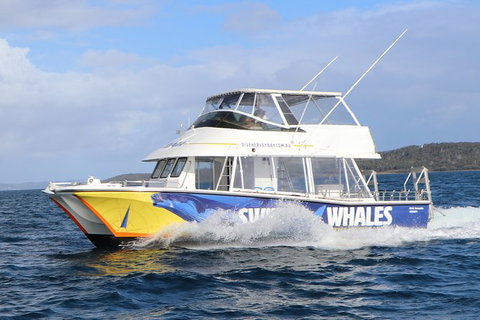 Hervey Bay Whale Swim And Watch - Accommodation Gold Coast 2