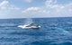 Hervey Bay Whale Swim And Watch - thumb 6