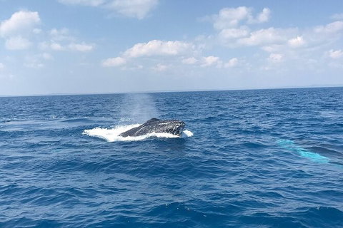 Hervey Bay Whale Swim And Watch - Accommodation Gold Coast 6