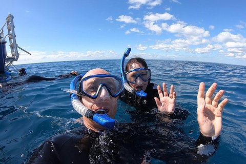 Hervey Bay Whale Swim And Watch - Accommodation Gold Coast 4