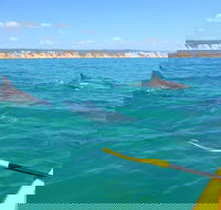 Half-Day Kayak with Dolphins and 4WD Beach Drive from Rainbow Beach - Accommodation Gold Coast