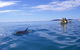 Half-Day Kayak With Dolphins And 4WD Beach Drive From Rainbow Beach - thumb 9