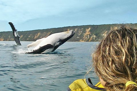 Half-Day Kayak With Dolphins And 4WD Beach Drive From Rainbow Beach - Accommodation Gold Coast 7