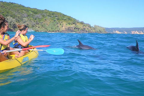 Half-Day Kayak With Dolphins And 4WD Beach Drive From Rainbow Beach - Accommodation Gold Coast 3
