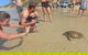 Half-Day Kayak With Dolphins And 4WD Beach Drive From Rainbow Beach - thumb 11